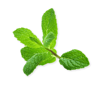 Mint leaves for a perfect mojito cocktail